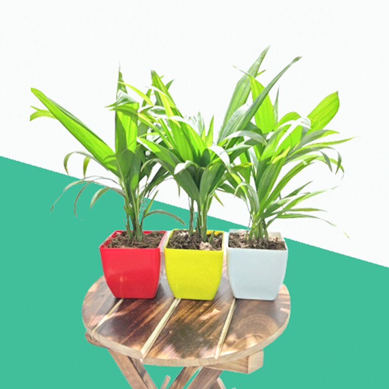 Air Purifier Areca Palm In Square Pot (Pack Of 3)